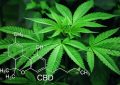 CBD et cannabis