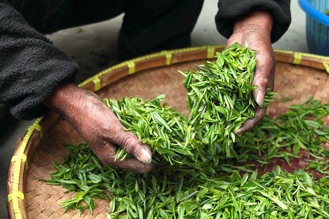 Box thé vert japonais : les meilleurs du Japon
