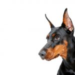 Dobermann