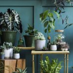 astuces décoration pour plantes