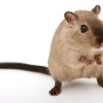 Quelles sont les raisons de la présence de rats et souris à la maison