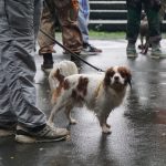 dressage des chiens