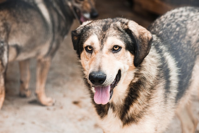 Les erreurs à éviter lors de l’adoption d’un animal