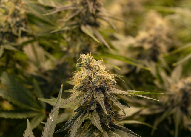 Gorilla Glue Chanvre : Découvrez les Bienfaits et les Arômes Inédits de cette Fleur d&rsquo;Exception